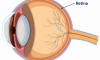 Retina: the part of your eyes that makes it possible for you to see the world.