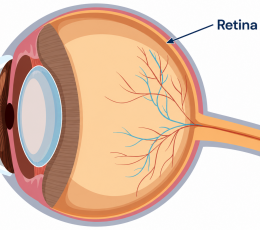 Retina: the part of your eyes that makes it possible for you to see the world.